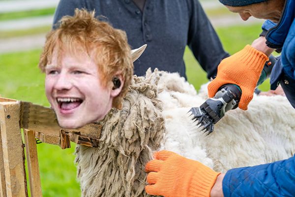 Ed Sheeree