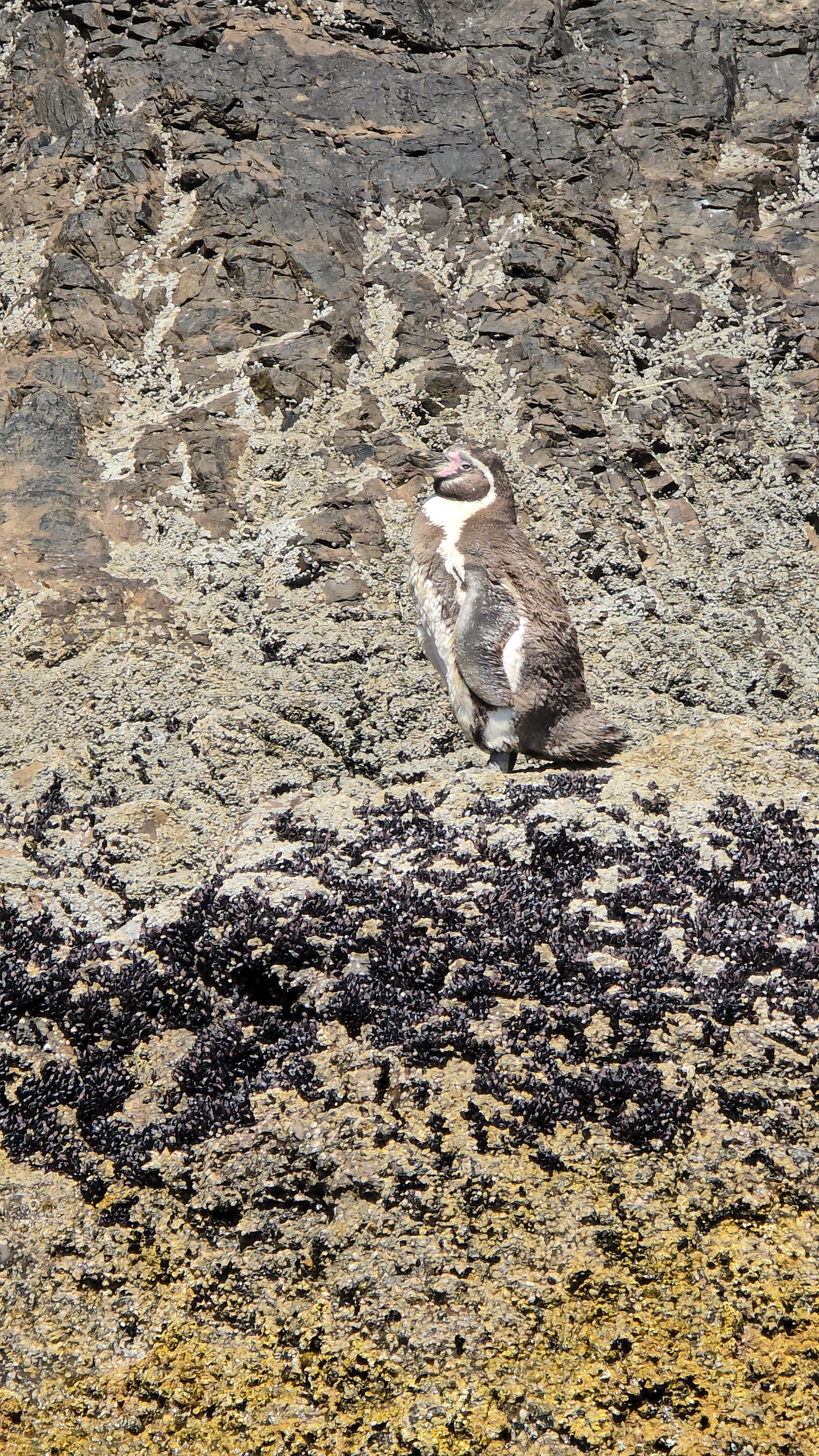 Foto de pingüino de pana