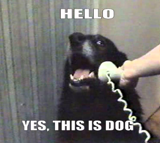 Hello? Yes, this is Dog. No, Doge has left the building.