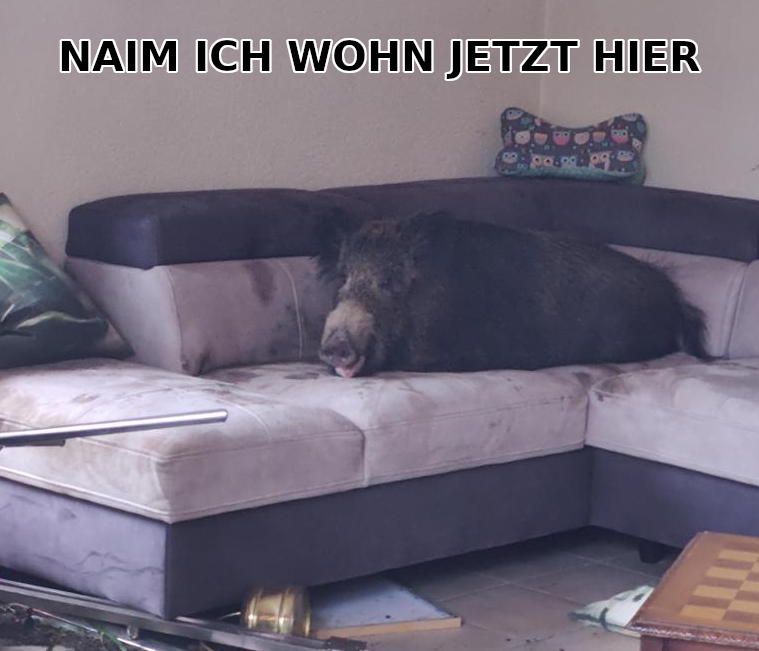 NAIM ICH WOHN JETZT HIER