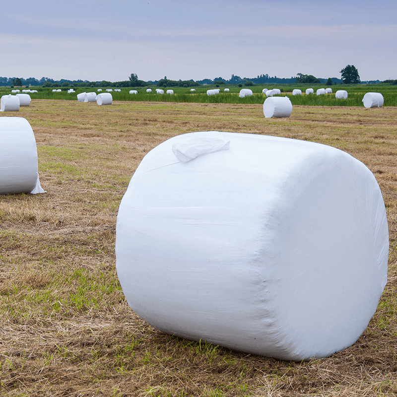 cow eggs