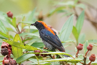 Scarlet-backed flowerpecker found on a sunny day