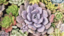 Succulent